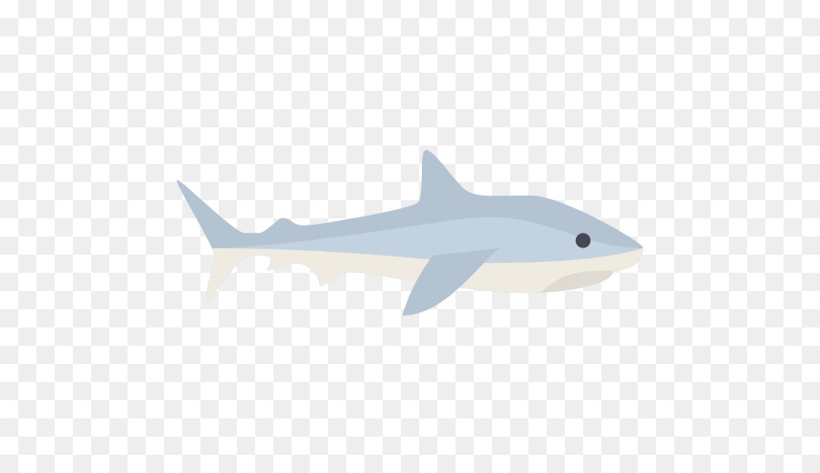قرش النمر，Squaliform أسماك القرش PNG