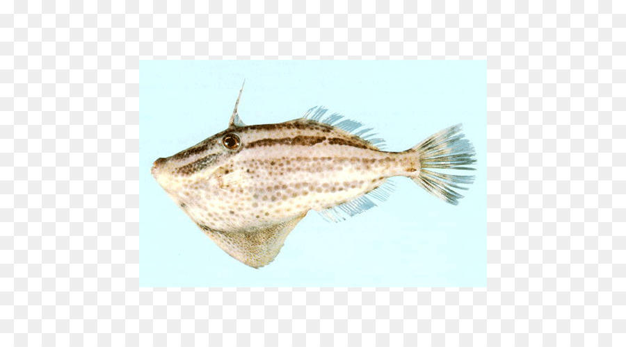 السمك المفلطح，الوحيد PNG