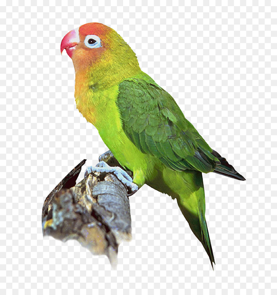 الطيور，Lovebird PNG