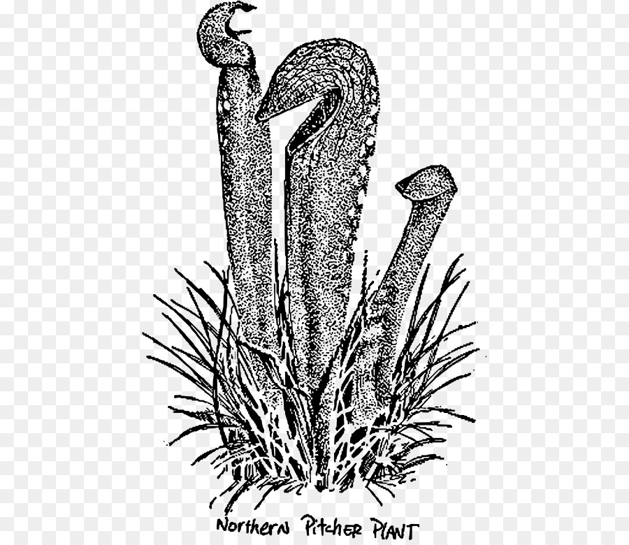رسم，نبات إبريق أرجواني PNG