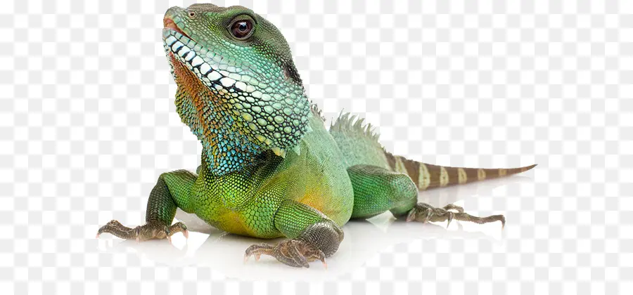 Iguanas المشتركة，الزواحف PNG