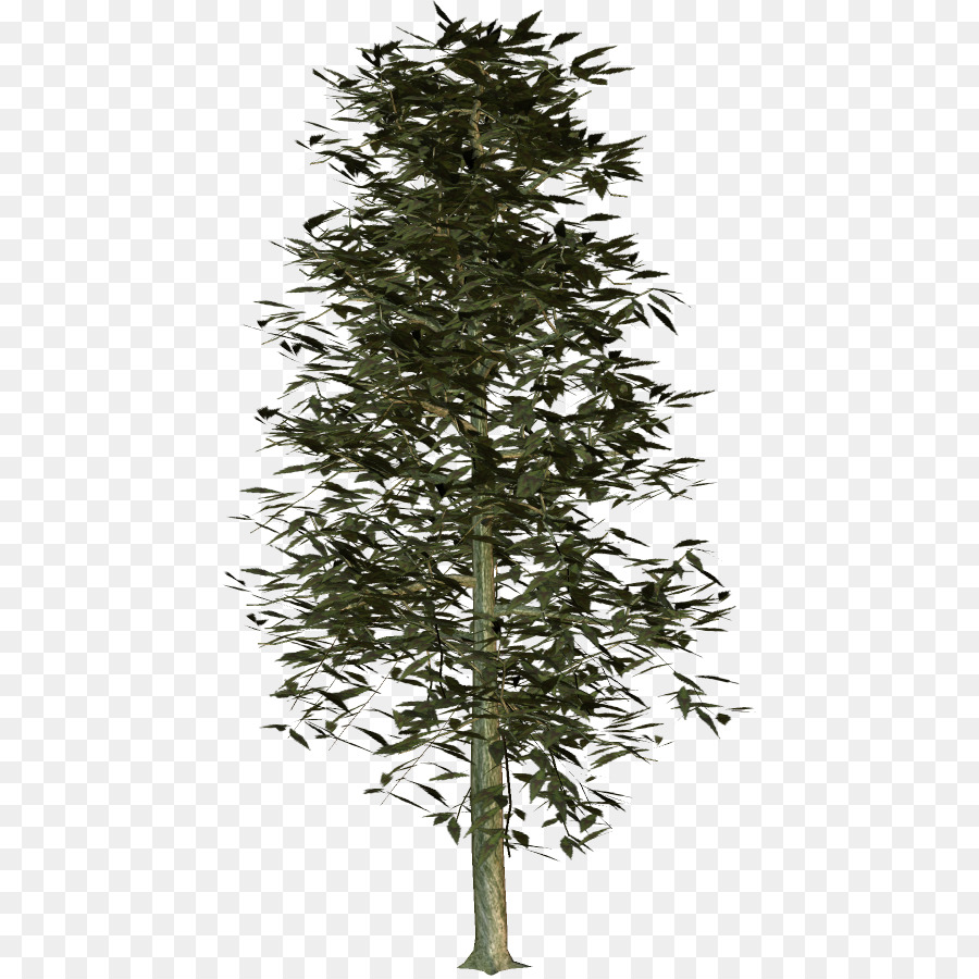 شجرة التنوب，التنوب PNG