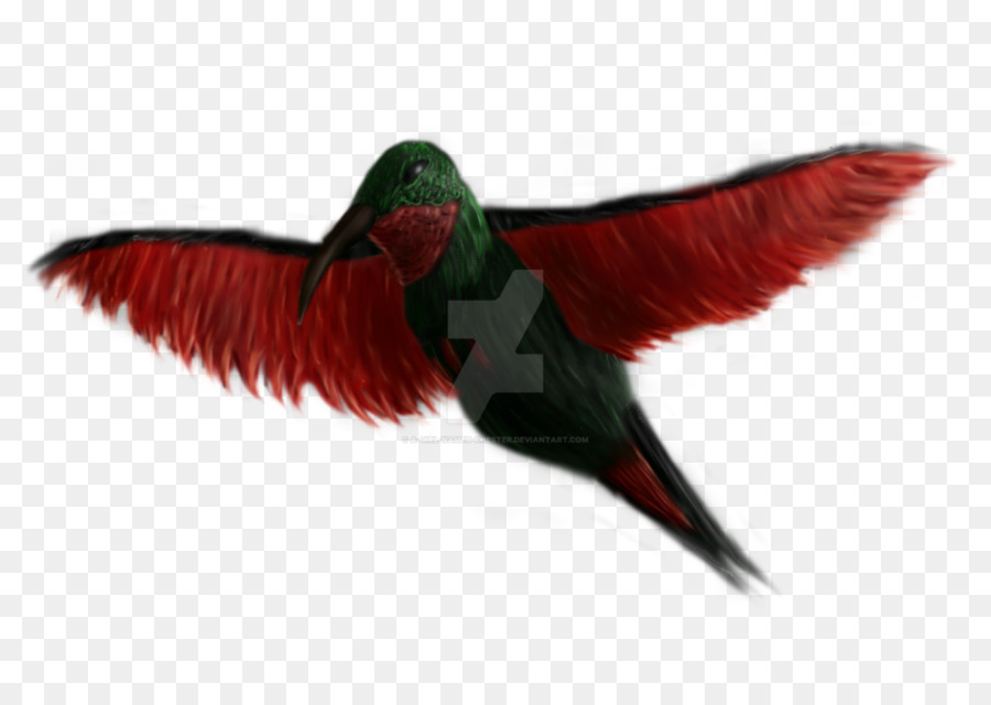 منقار，الطائر الطنان PNG