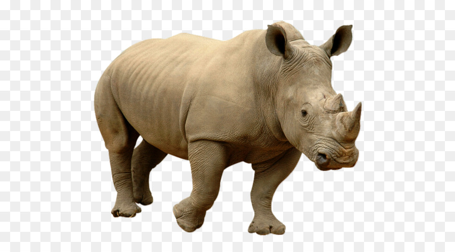 وحيد القرن, القرن, الماشية صورة بابوا نيو غينيا