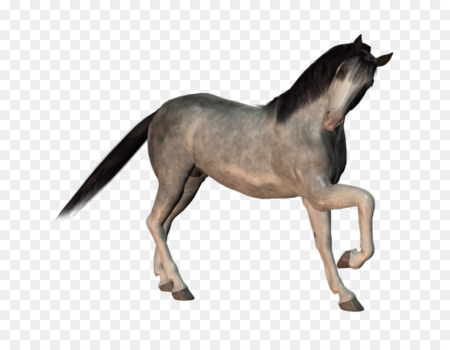 موستانج，فحل الخيل PNG