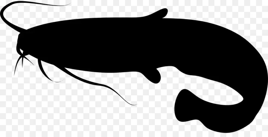 سمك السلور，رسم PNG
