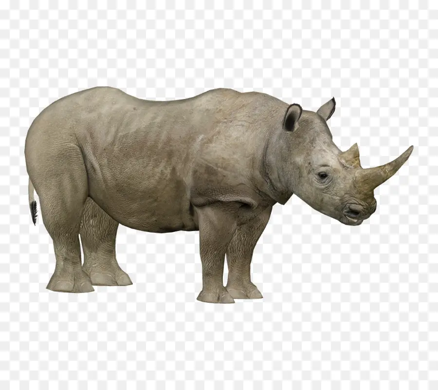 وحيد القرن，Javan Rhinoceros PNG