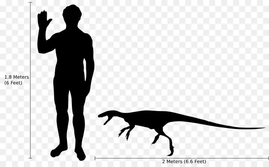 Staurikosaurus，Eoraptor Lunensis PNG