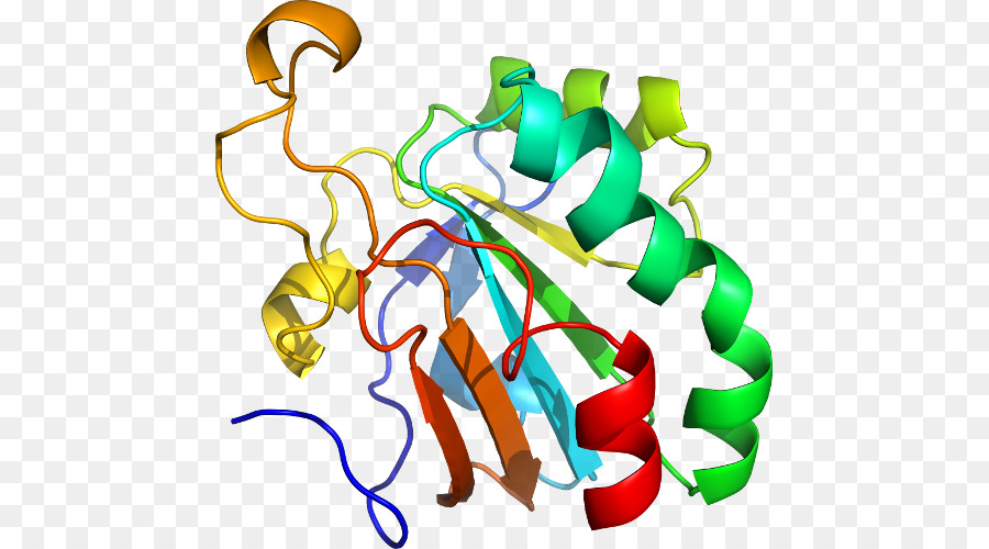 هيكل البروتين，علم الأحياء PNG