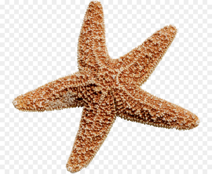نجم البحر البحر الصور مع صورة بابوا نيو غينيا