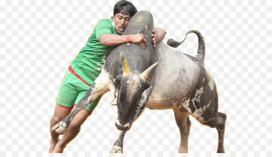 بونجال التايلاندية，Jallikattu PNG