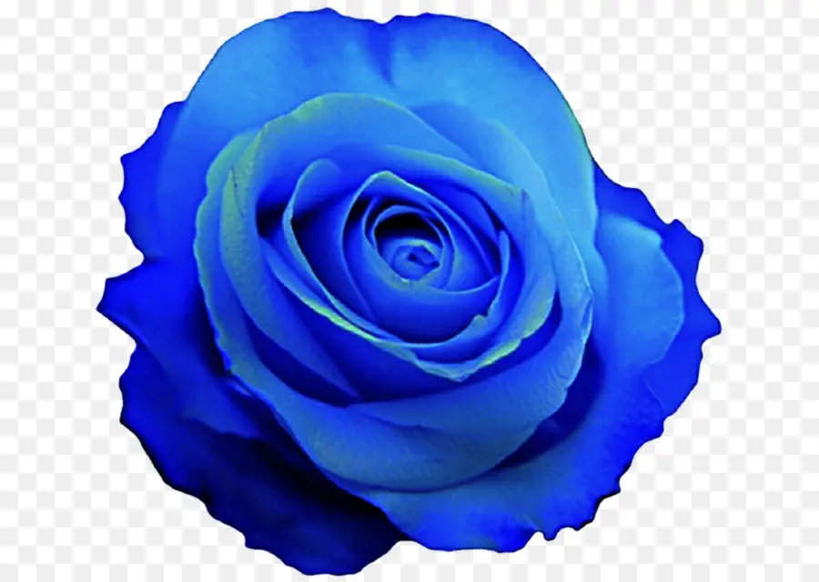 حديقة الورود，ارتفع الأزرق PNG
