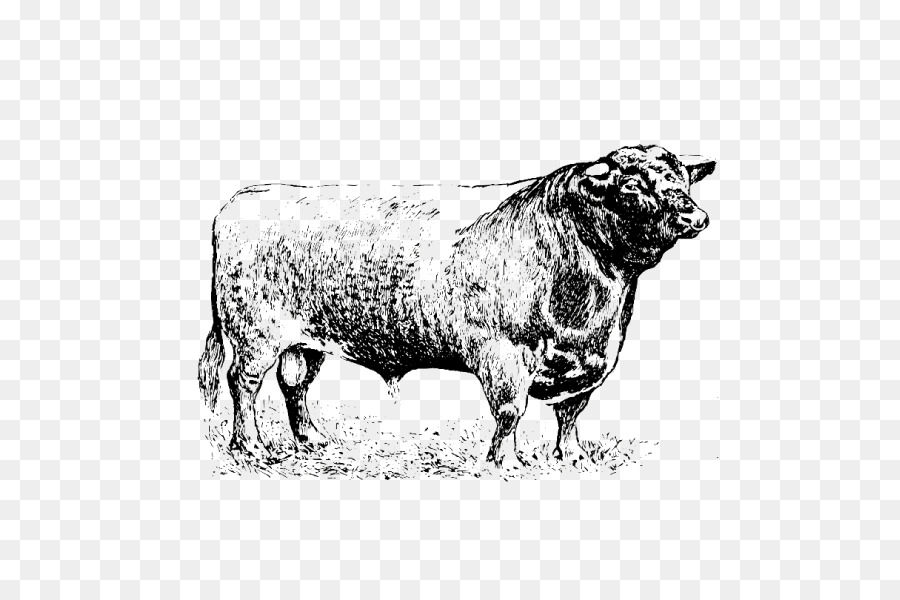 الأغنام，الماشية PNG