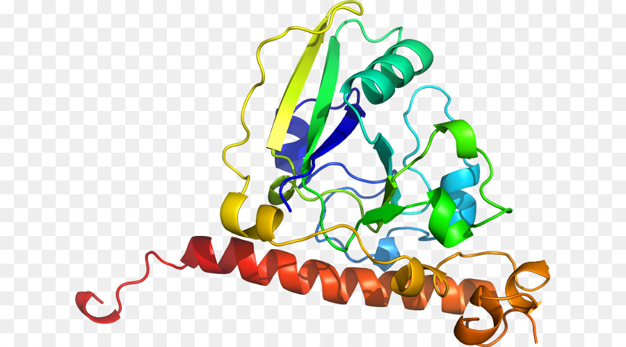 هيكل البروتين，جزيء PNG