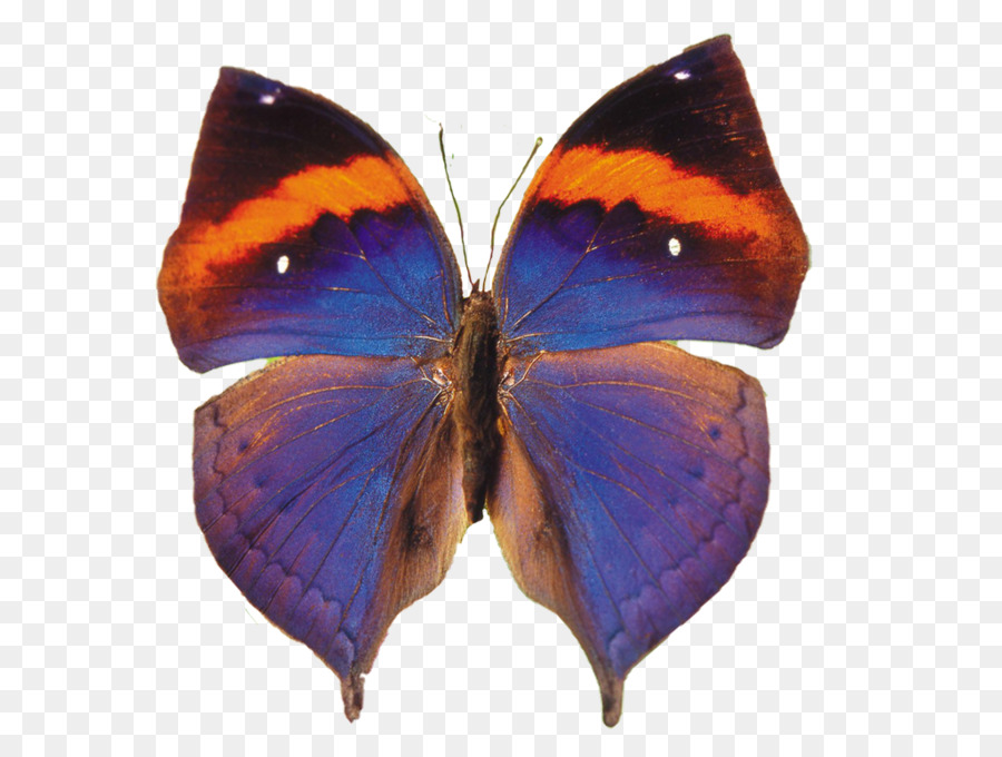 الفراشات والعث，Animaatio PNG