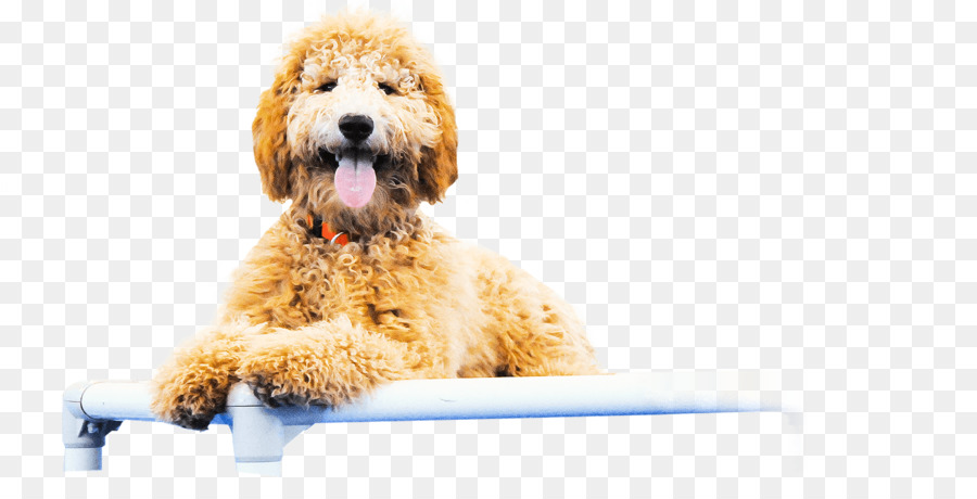 Goldendoodle，Cockapoo PNG