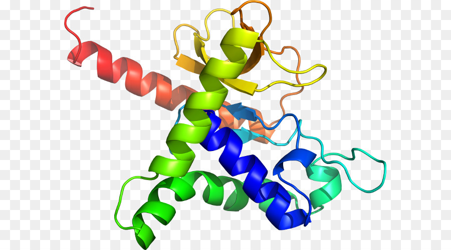 هيكل البروتين，علم الأحياء PNG