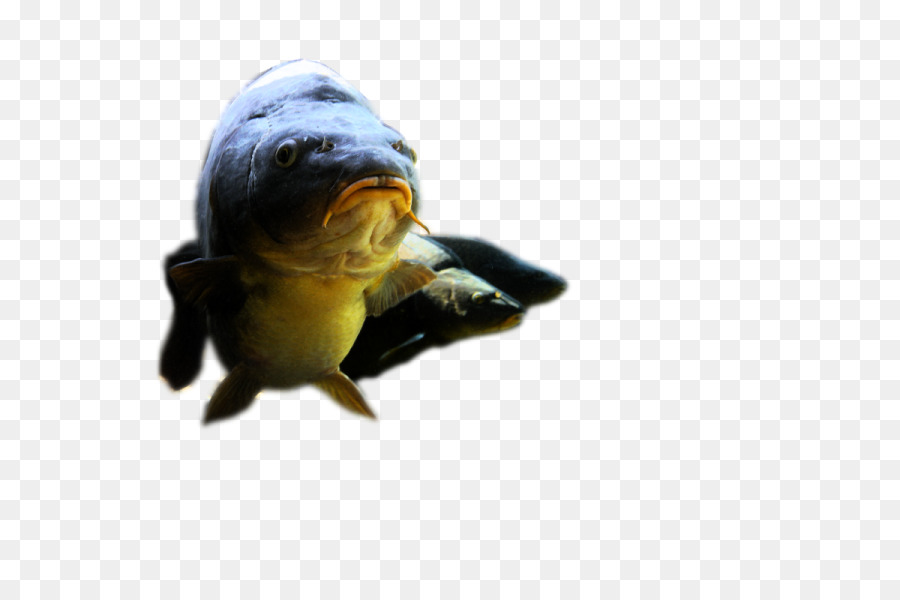 السلاحف البحرية ضخمة الرأس，السلاحف مربع PNG