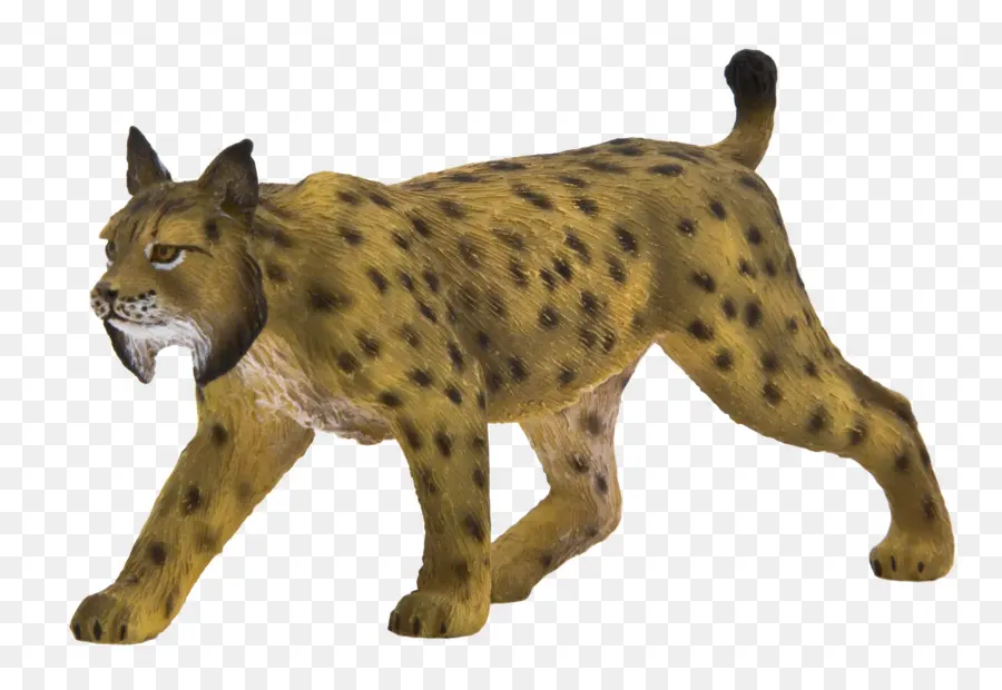 الوشق，Wildcat PNG