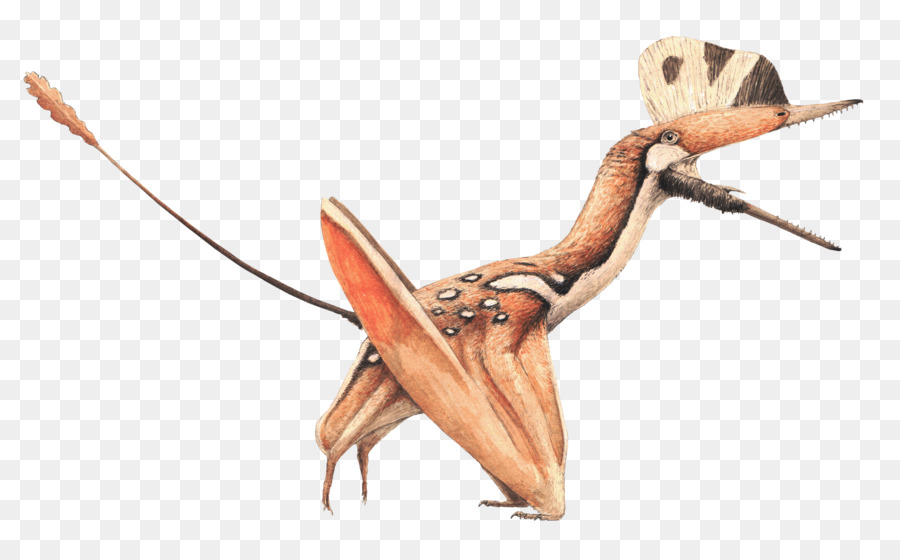 Darwinopterus，التيروصورات PNG