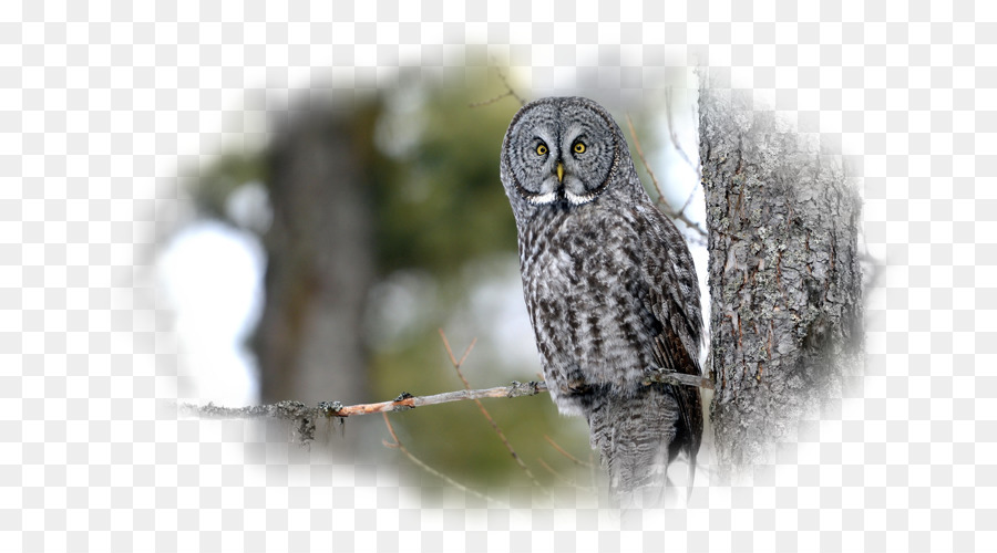 Great Grey Owl，البومة PNG