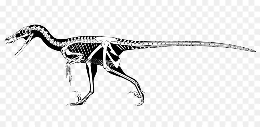 Velociraptor，Utahraptor PNG