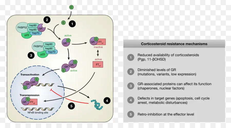 مقاومة الكورتيكوستيرويدات，آلية PNG