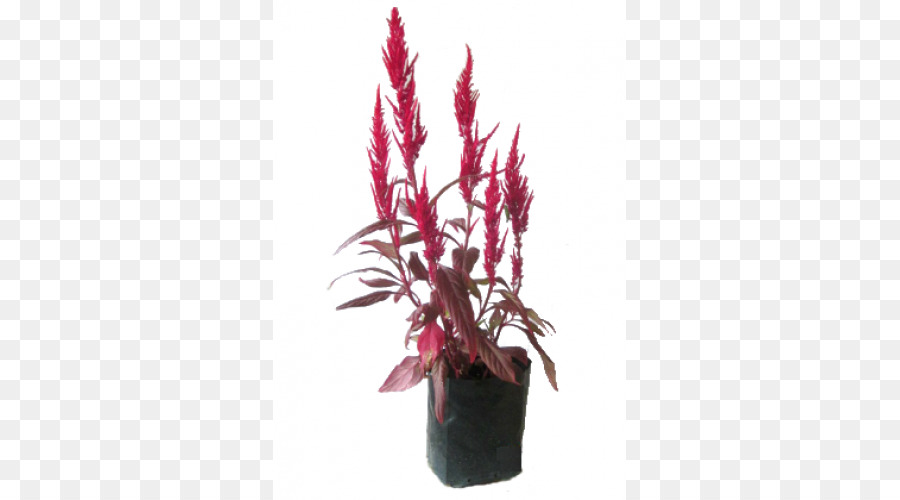 ل Houseplant，زهور PNG