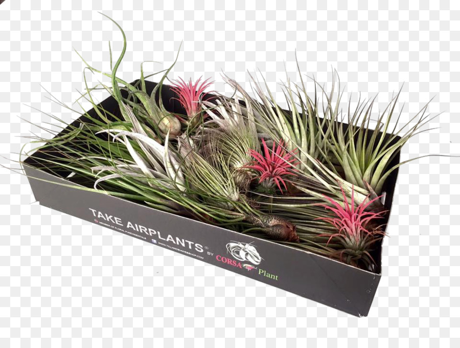 Tillandsia，الأعشاب PNG