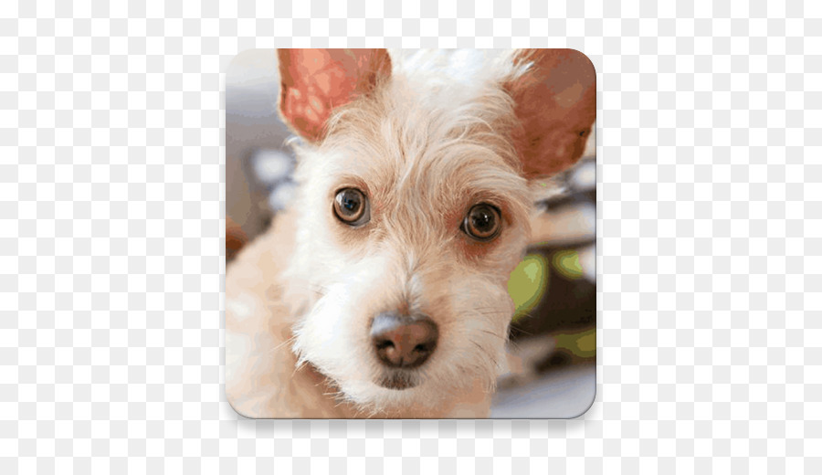 Schnoodle，جرو PNG