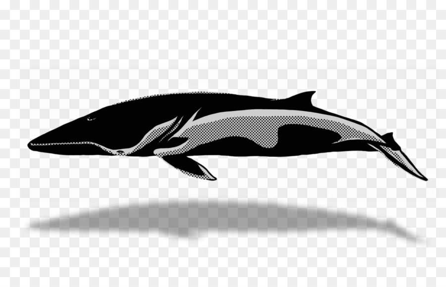 الدلفين الأبيض，Dolphin الشورت الشورت PNG