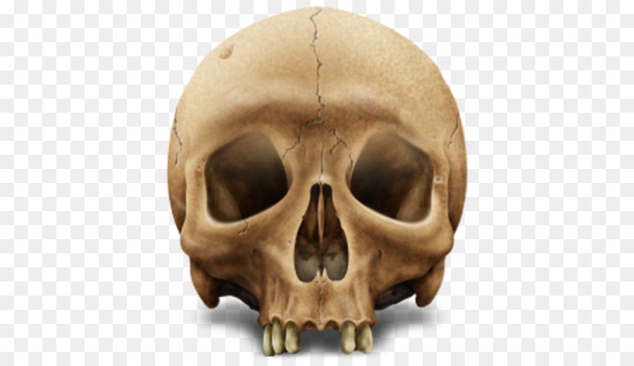 الجمجمة，الهيكل العظمي PNG