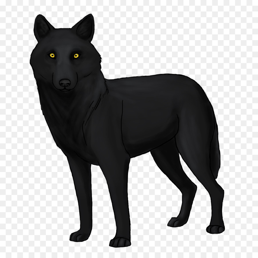 Schipperke ذئب الذئب الأسود صورة بابوا نيو غينيا