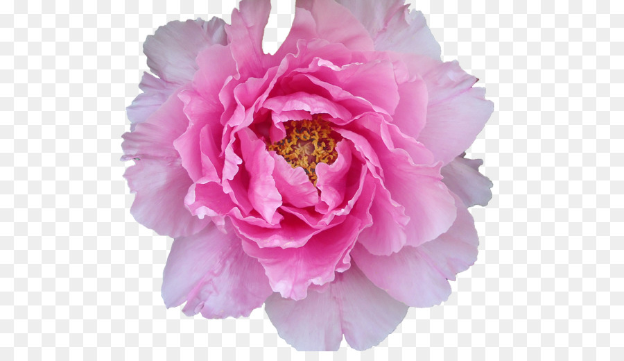 البنفسجي，الوردي PNG