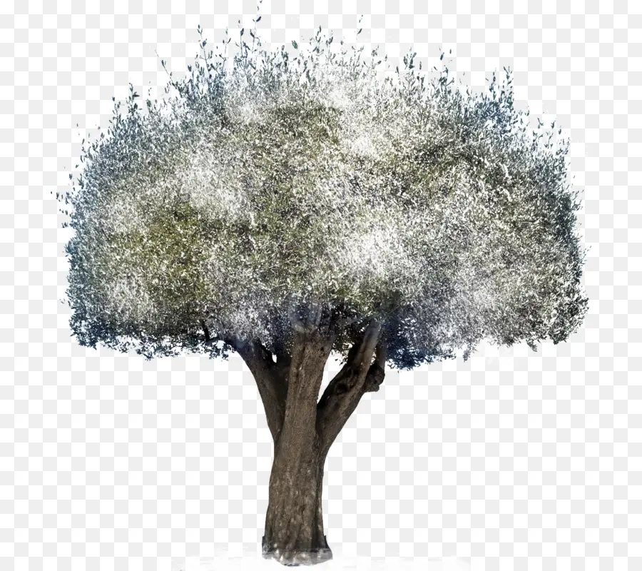 شجرة，برامج الكمبيوتر PNG