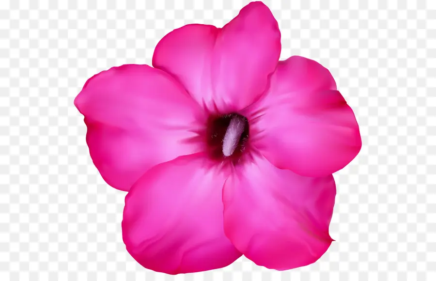 Royaltyfree，الزهور الوردية PNG