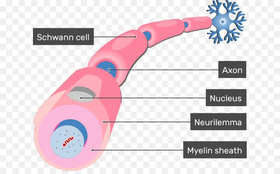 هيكل الخلايا العصبية，الخلايا العصبية PNG