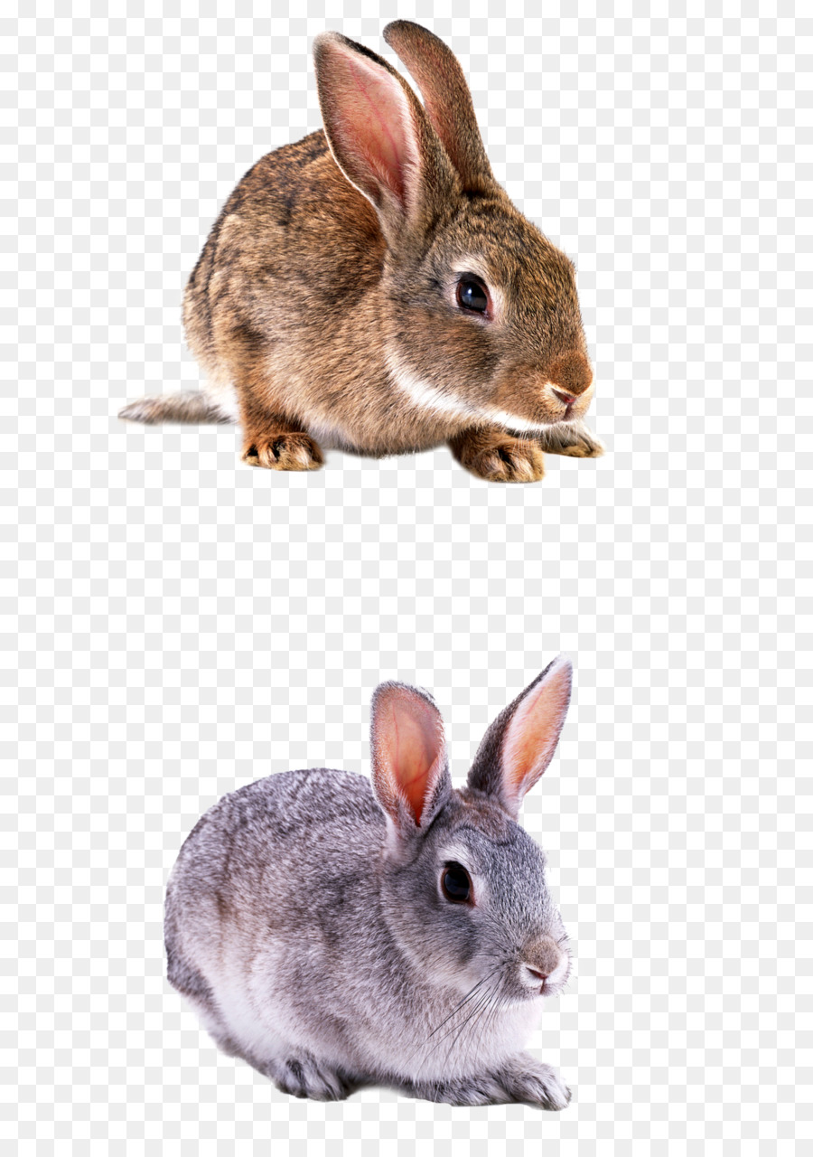 المحلية الأرنب，أرنب PNG