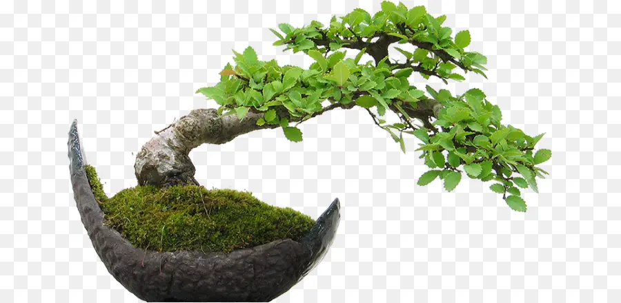 بونساي，El Arte Del Bonsai PNG