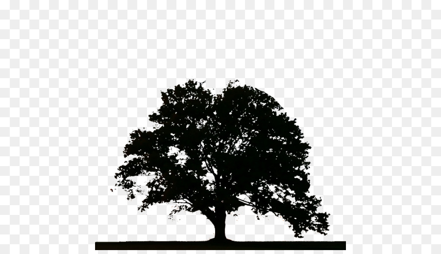شجرة，جذع شجرة PNG