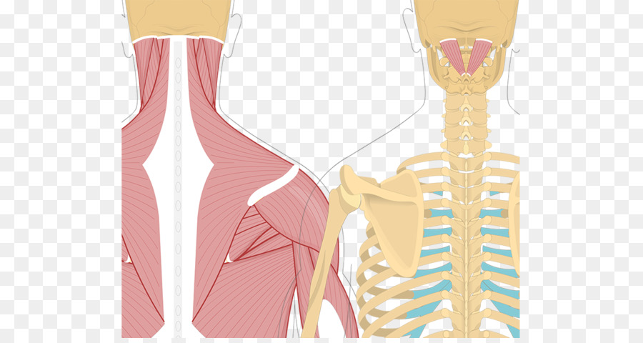 Splenius رئيس العضلات，Splenius العضلات PNG