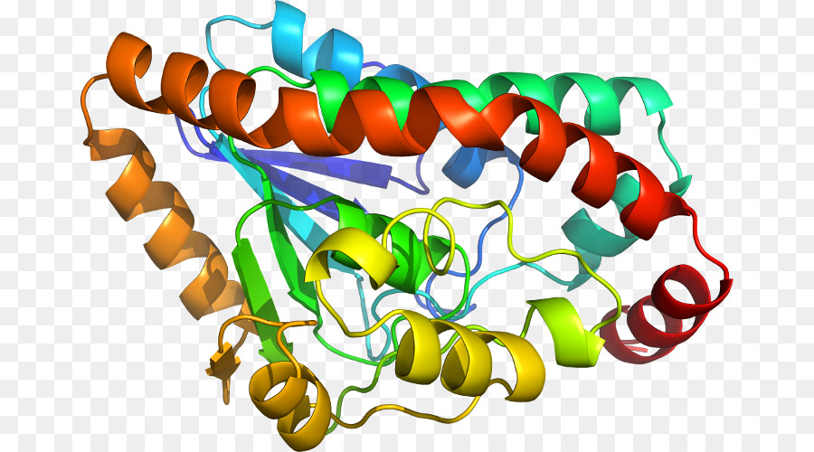 هيكل البروتين الملون，بروتين PNG