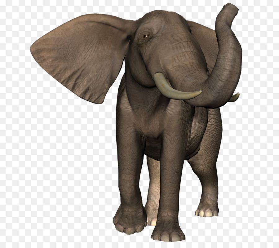 الفيل الهندي，Elephantidae PNG