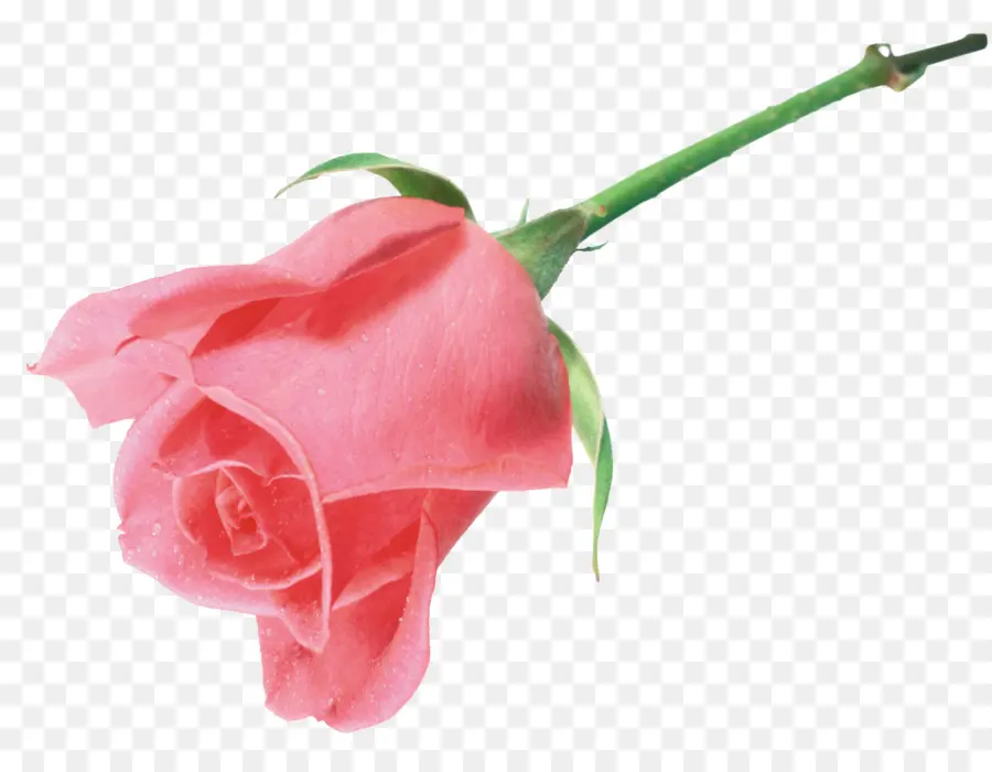 لا تزال الحياة الوردي الورود，شاطئ روز PNG