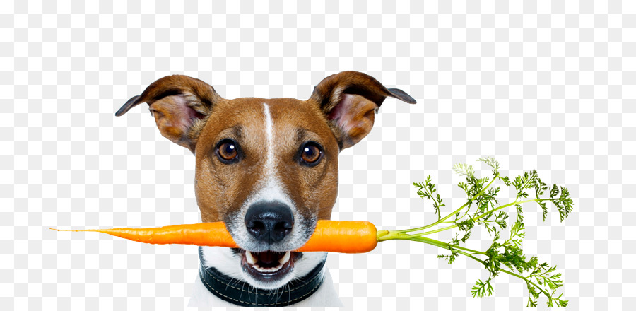 الكلب，الكلب الغذاء PNG
