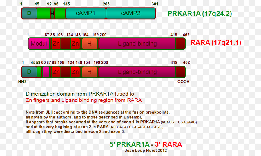 Prkar1a，البروتين كيناز A PNG