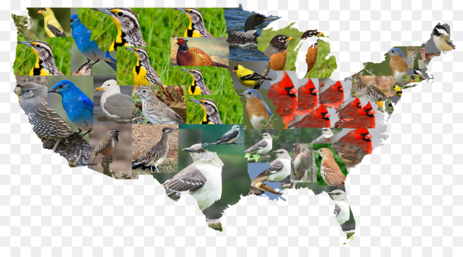 الطيور，خريطة PNG