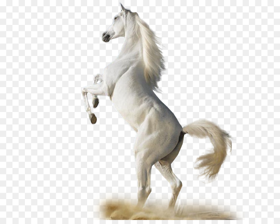 الحصان العربي，الخيول الأعشاب شفاء الأرض لودج دليل الحصان العافية PNG