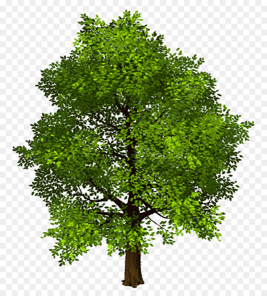 شجرة الظل，شجرة PNG