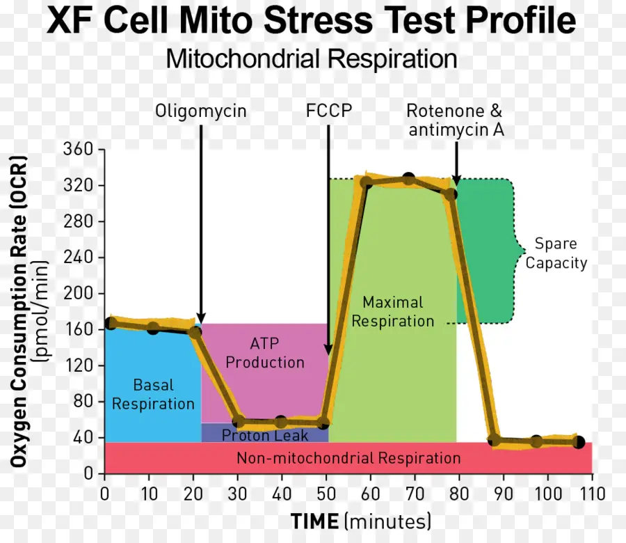 الرسم البياني لاختبار الإجهاد ميتو，الميتوكوندريا PNG